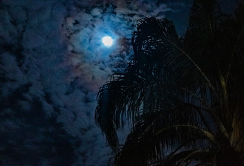 Lua e coqueiro