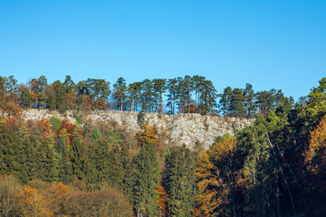 Cerf dans une prairie