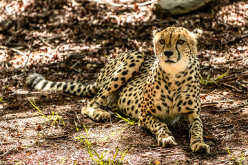 Southeast African cheetah