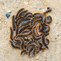 Pine processionary caterpillar (Thaumetopoea pityocampa) is a moth, a most destructive species to pines and cedars in Central Asia, North Africa and Southern Europe.