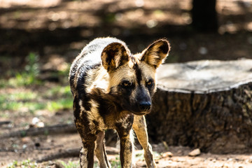 African wild dog