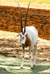 Scimitar oryx