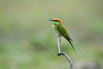 Green Bee-eater ,Common bird in Thailand