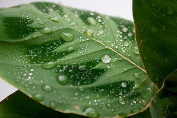 Maranta leuconeura Kerchoviana plant leaf with dew drops tropical pattern