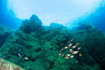 Naklejka na ściany i meble Underwater scenery. Mediterranean sea. 