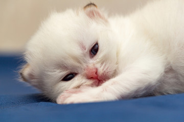 The head of a little cute white British kitten close-up, the kitten looks into the camera