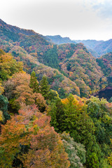 Fototapeta na wymiar Autumn leaves of Okukuji prefectural natural park / Hitachiota-city, Ibaraki prefecture, Japan