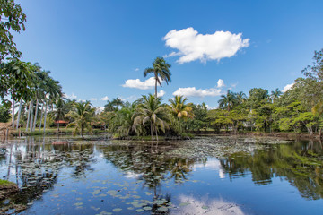 Fototapeta na wymiar Beautiful day view of palms and lake near Criadero de Cocodrilos, Cuba