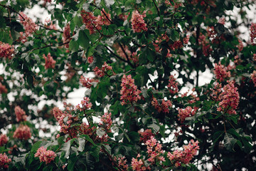 pink chestnut flowers on green blooming branches of tree in park. environmental concept. space for text. springtime. hello spring