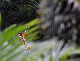 Garden Spider Web Builder Closeup after rain