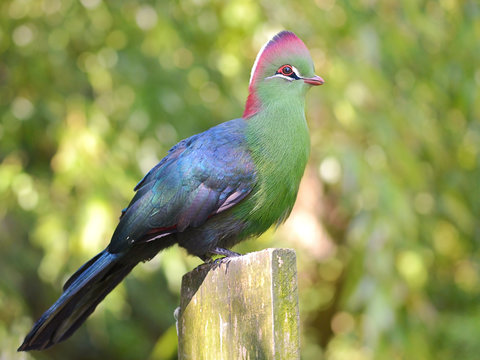 Turaco of fischer (Tauraco fischeri) perched on wood post
