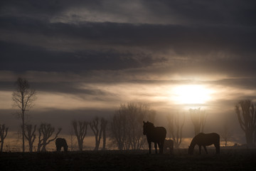 Fototapeta na wymiar horses in the sunset