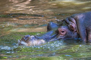 Fototapeta premium Hippopotamus