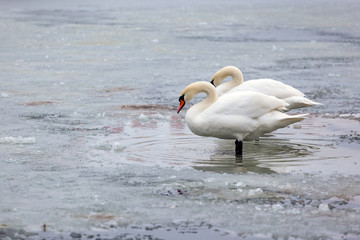 pair of white swans on the ice of a frozen pond