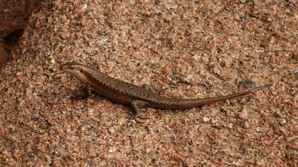 A lizard on a granite rock on a beach on the Seychelles