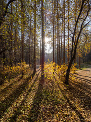 Fototapeta premium Autumn sun in the forest through the yellowing trees