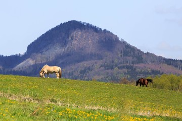 horse on pasture in mountains