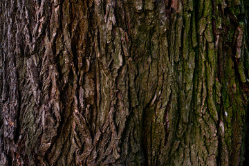 Dark texture of Old wood bark with green moss