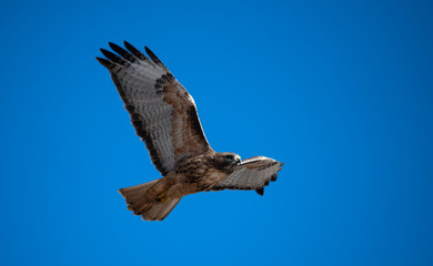 Red tail hawk flying against a very blue sky