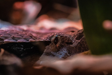Gaboon viper eye
