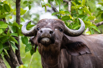 African buffalo © Petrus Bester