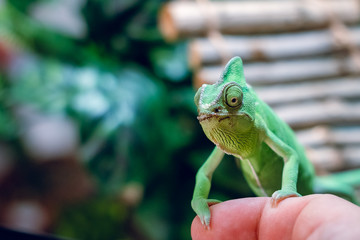 Green chameleon on the hand of a man.