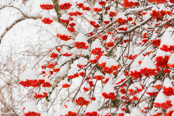 Snow and frost on the tree branches. Ripe bunches of Rowan. Winter day.