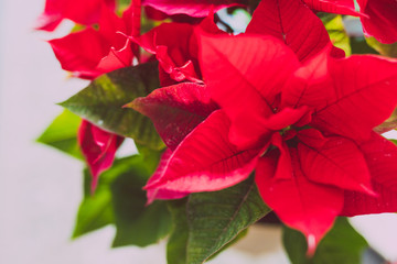 poinsettia plant shot at shallow depth of field,