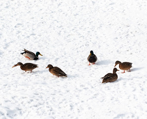 flying ducks on white snow background