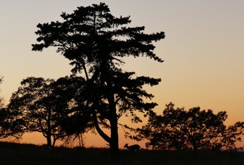 Fototapeta na wymiar Sunset in Shenandoah with silhouette of a deer