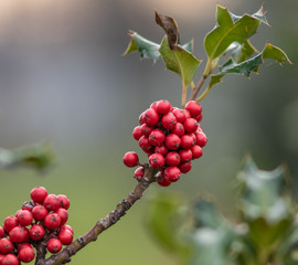 beautiful holly branch with red berries