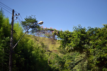 electrical network with bush