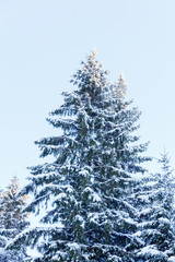 green spruce with snow on the branches