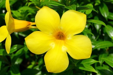 Fototapeta na wymiar Yellow tropical flower close-up