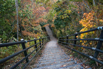 Fototapeta premium Autumn leaves of Okukuji prefectural natural park / Hitachiota-city, Ibaraki prefecture, Japan