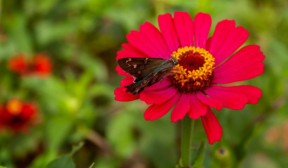 Flor Zínia