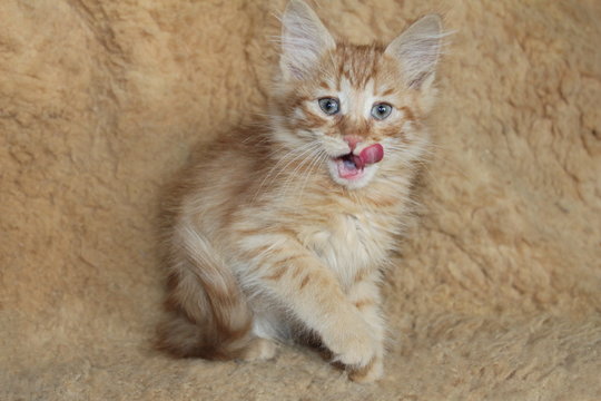 Red fluffy kitten with blue eyes / Рыжий пушистый котенок с голубыми глазами