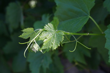 Foglia di vite