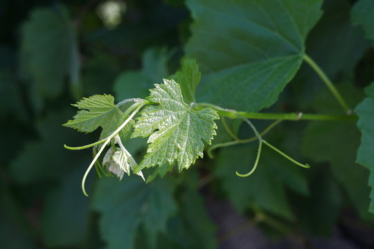 Foglia di vite