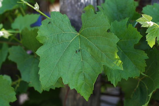 Foglia di vite