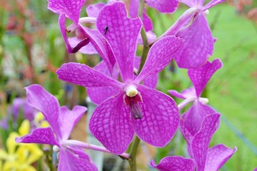 Tropical Orchid close-up