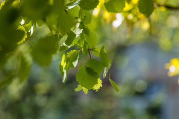 Fototapeta premium Green background