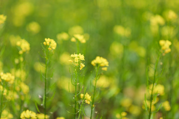 Fototapeta premium Yellow flower of Sunn hemp, Indian hemp flower field, Madras hemp or Crotalaria juncea is a tropical Asian plant used for green manure forage, organic soil building and cover crop applications