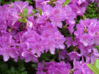 Flowers in garden