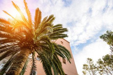 Fototapeta premium palm tree in resort city, salou spain, travel background
