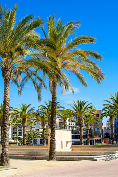palm tree in resort city, salou spain, travel background