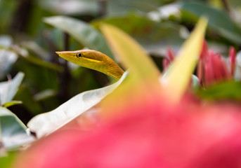 Rare vine snake found in Roatan, Honduras