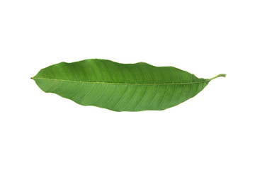 Fototapeta na wymiar Green mango leaf isolated on white background