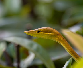 Rare vine snake found in Roatan, Honduras