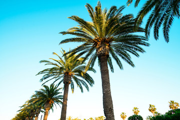 Palm trees against blue sky, Palm trees at tropical coast, coconut tree